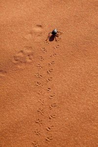 Namibia, Sossusvlei A beetle makes tracks