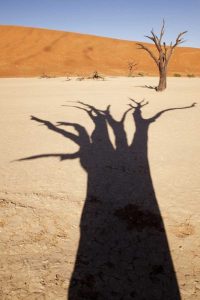 Namibia, Sossusvlei Dead tree casts shadow