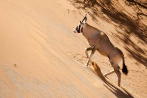 Namibia, Sossusvlei Oryx climbing a sand dune