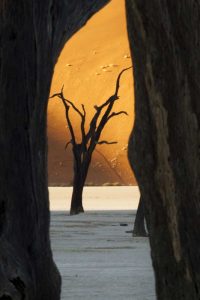 Trees and dunes, Dead Vlei, Sossusvlei, Namibia
