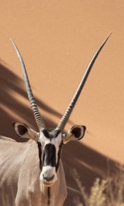 Namibia, Sossusvlei, Namib-Naukluft Park Oryx