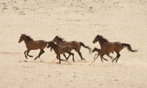 Namibia, Aus Group of running wild horses