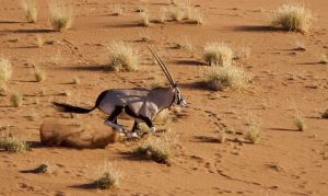 Namibia, Sossusvlei Aerial of running oryx