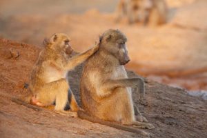 Botswana Two grooming baboons