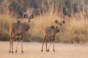 Namibia, Caprivi Strip A pair of kudu
