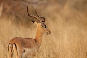 Namibia, Caprivi Strip Impala in tall grass