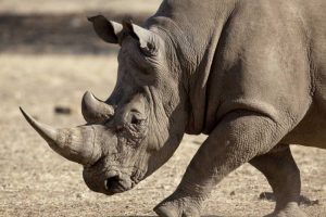 Namibia, Windhoek White rhinoceros