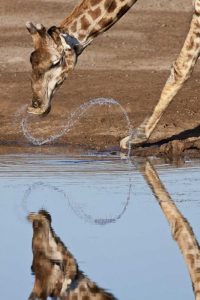 Namibia, Etosha NP Giraffe drinking