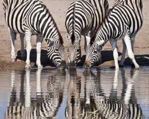 Namibia, Etosha NP Zebras reflected in water