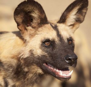 Namibia, Harnas African wild dog