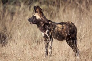 Namibia, Harnas Side An African wild dog