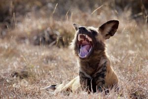 Namibia A yawning African wild dog