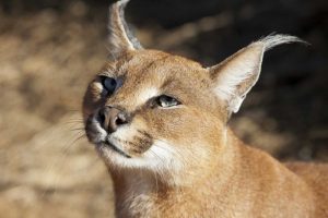 Namibia, Harnas Portrait of a caracal