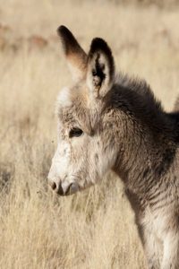 Namibia, Torras Conservancy Young donkey