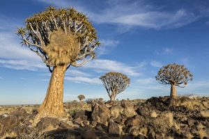 Africa, Namibia Quiver trees and boulders