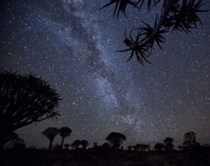 Namibia Milky Way and quiver trees at night