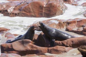 Namibia, Skeleton Coast Two cape fur seals