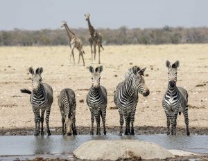 Namibia, Etosha NP Zebras and giraffes at water