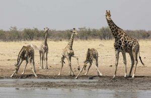 Namibia, Etosha NP Giraffes at the waterhole