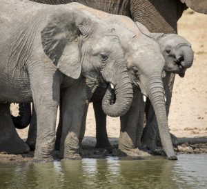 Namibia, Etosha NP Elephants drinking at water
