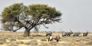 Africa, Namibia, Etosha NP Five Oryx and tree