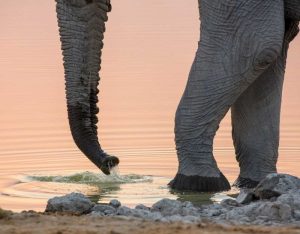 Namibia, Etosha NP Drinking elephant at sunset