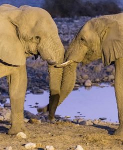 Namibia, Etosha NP Elephants greeting at dusk