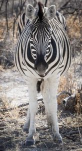 Africa, Namibia, Etosha NP Close-up of zebra