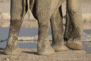 Namibia, Etosha NP Elephant legs and trunk