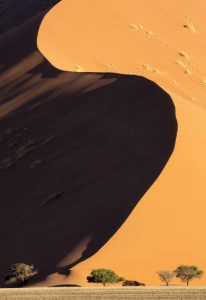 Namibia, Namib-Naukluft Park Sand dune and trees