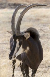 Namibia, Windhoek, Okapuka Ranch Sable antelope