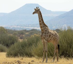Namibia, Damaraland Solitary giraffe