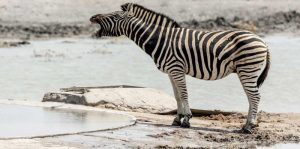 Africa, Namibia, Etosha NP Braying zebra