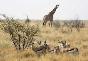 Namibia, Etosha NP Giraffe and springboks