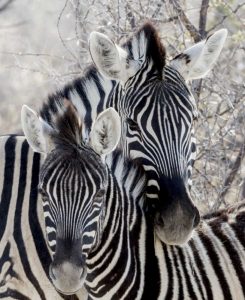 Namibia, Etosha NP Portrait of two zebras