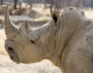 Namibia, Windhoek Rhinoceros in profile