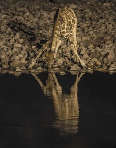 Namibia, Etosha NP Drinking giraffe at night