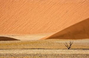 Namibia, Namib-Naukluft Sand dunes and dead tree