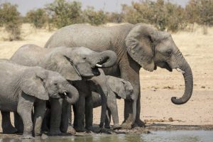 Namibia, Etosha NP Elephants drinking