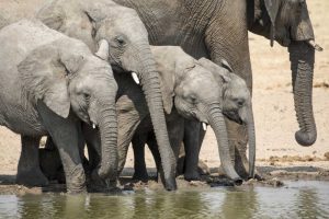 Namibia, Etosha NP Elephants drinking