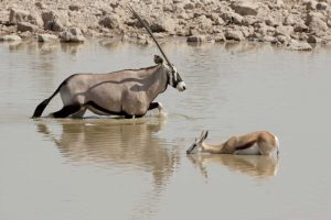 Namibia, Etosha NP Oryx and springbok wading