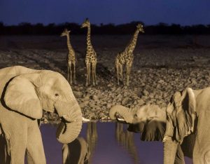 Namibia, Etosha NP Elephants and giraffes