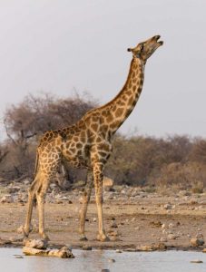 Namibia, Etosha NP Giraffe drinking at waterhole