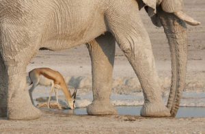 Namibia, Etosha NP, Drinking springbok at water