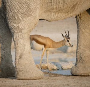 Namibia, Etosha NP Springbok framed by elephant