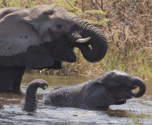 Namibia, Caprivi, Mudumu NP Elephants bathing