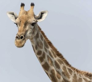 Namibia, Klein Namutoni Waterhole Giraffe