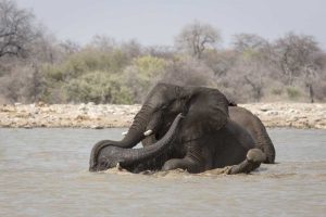 Namibia, Etosha NP Two elephants bathing