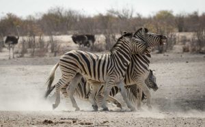 Namibia, Etosha NP Two zebras play fighting