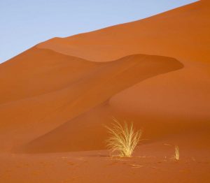 Namibia, Namib-Naukluft Park Grass and sand dune